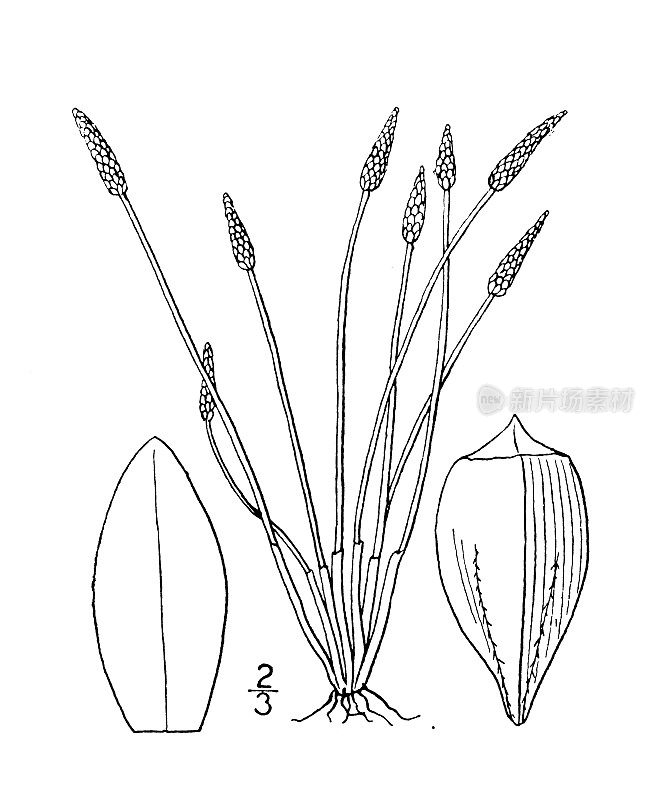 古植物学植物插图:Eleocharis Engelmanni, Engelmann's Spike rush